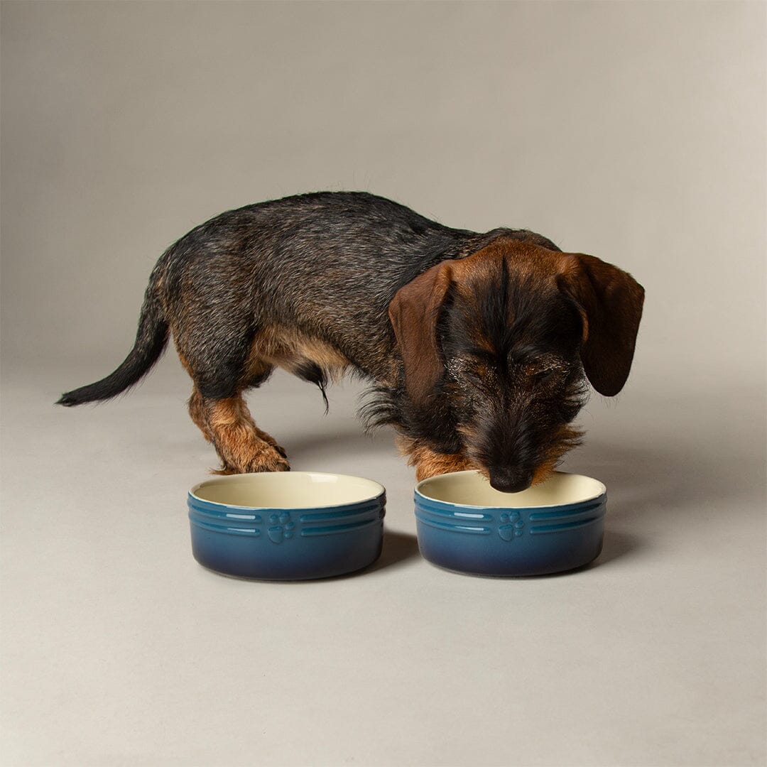 Ombre 2 Piece Dog Food & Water Bowl Set in Blue with small dog eating from dog bowl