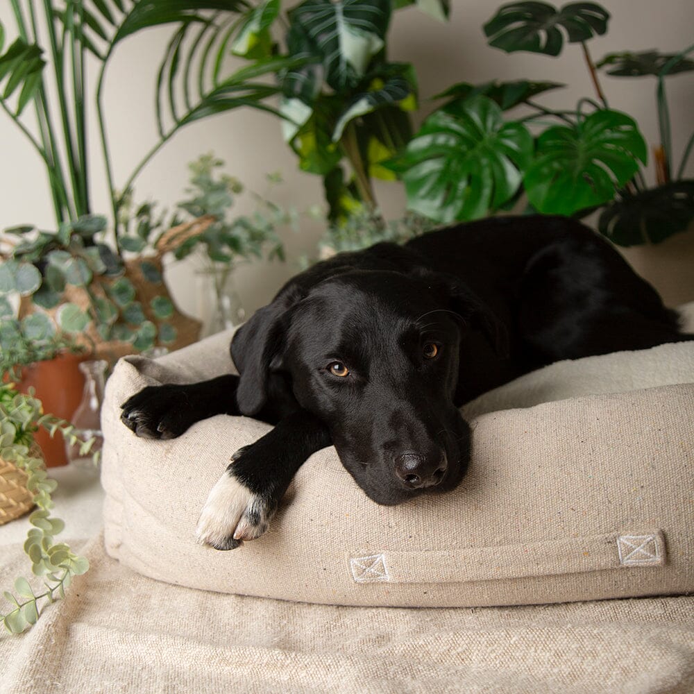 Eden Box Bed - Cream Dog Beds Scruffs® 